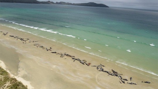 Nước mắt 145 con cá voi chết trên bờ biển New Zealand - Ảnh 5.