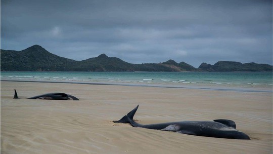 Nước mắt 145 con cá voi chết trên bờ biển New Zealand - Ảnh 6.