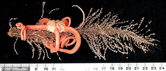 Sững sờ trước 100 loài không tên dưới đáy biển sâu - Ảnh 4.