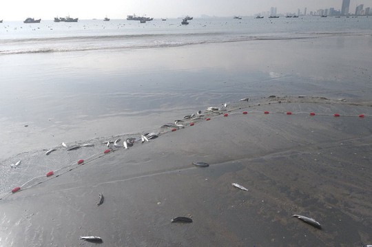 Ngợp với cảnh đầy ắp cá đối áp sát bờ biển Đà Nẵng - Ảnh 1.
