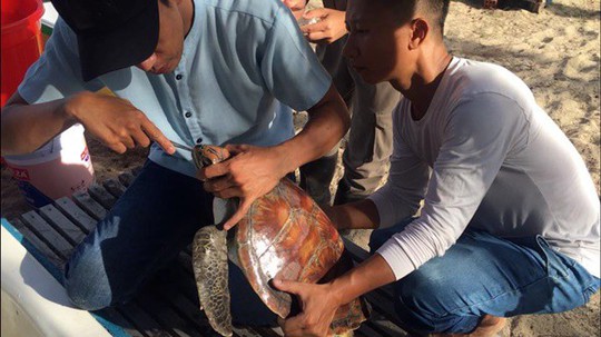 Mổ nội soi để cứu sống một cá thể rùa biển Cù lao Chàm - Ảnh 1.