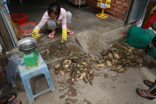 Tôm hùm ở Cam Ranh chỉ còn 100.000 đồng/kg sau bão - Ảnh 1.