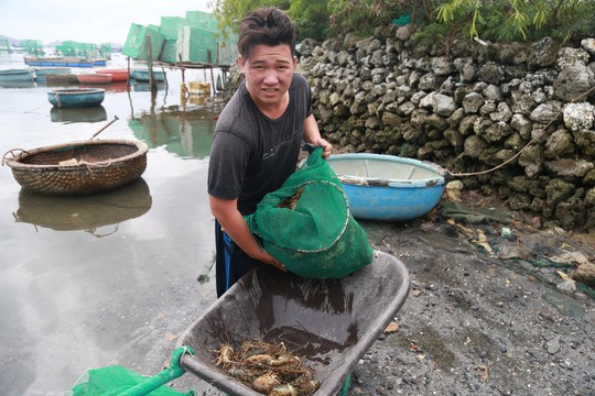 Tôm hùm ở Cam Ranh chỉ còn 100.000 đồng/kg sau bão
