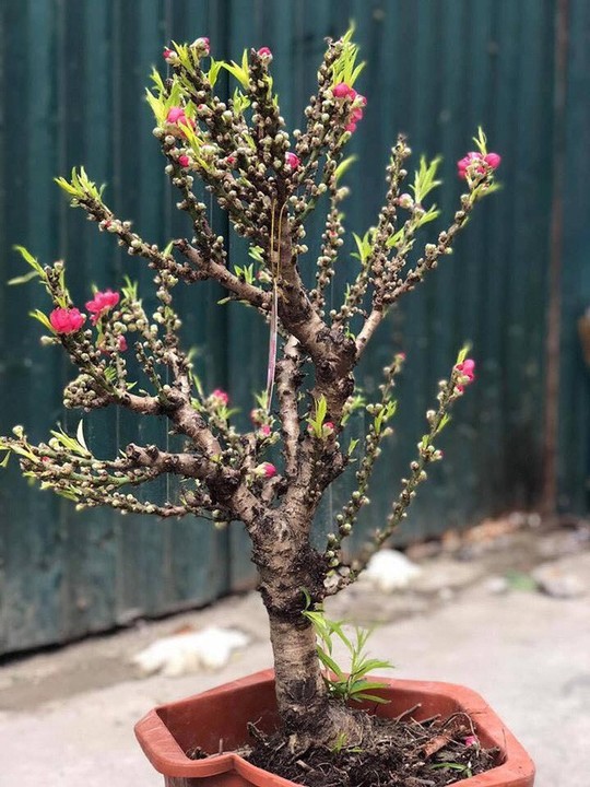 Đào thất thốn Trung Quốc đại náo thị trường cây cảnh - Ảnh 2. Đào thất thốn Trung Quốc đại náo thị trường cây cảnh - Ảnh 2.