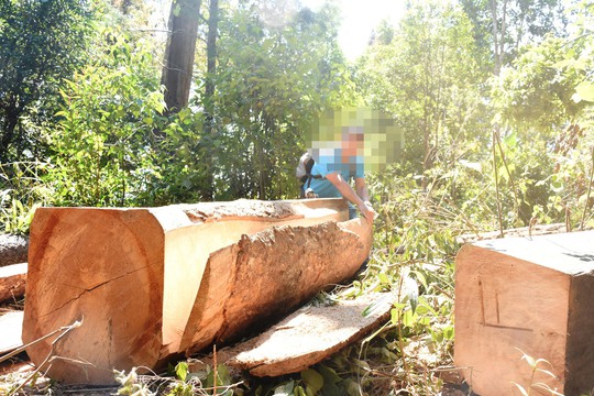 Lợi dụng Tết, lâm tặc phá rừng giáp ranh - Ảnh 2. Lợi dụng Tết, lâm tặc phá rừng giáp ranh - Ảnh 2.