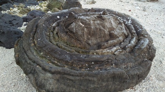 Ngắm khu nghĩa địa san hô hóa thạch 6 ngàn năm tuổi trên đảo Lý Sơn - Ảnh 1.