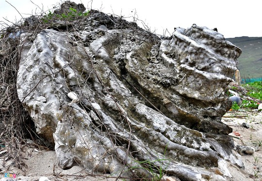 San hô hóa thạch hình bông hồng ở đảo Lý Sơn - Ảnh 2.