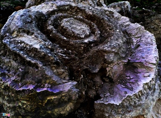 San hô hóa thạch hình bông hồng ở đảo Lý Sơn - Ảnh 4.