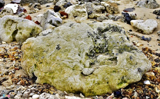 San hô hóa thạch hình bông hồng ở đảo Lý Sơn - Ảnh 9.