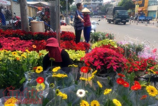 Hoa cảnh, cây kiểng trưng Tết tràn về phố Sài Gòn - Ảnh 13.