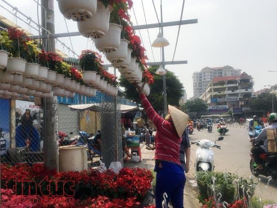 Hoa cảnh, cây kiểng trưng Tết tràn về phố Sài Gòn - Ảnh 14.