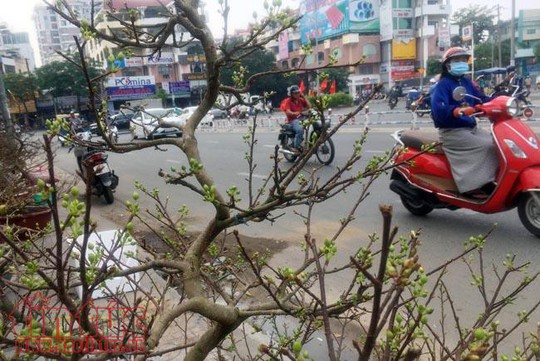Hoa cảnh, cây kiểng trưng Tết tràn về phố Sài Gòn - Ảnh 3.