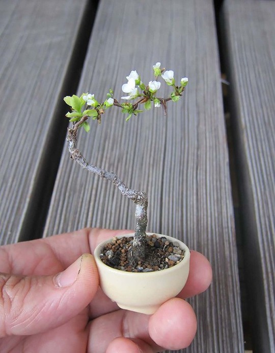 15 chậu bonsai mini siêu đẹp trang trí nhà dịp Tết - Ảnh 10.
