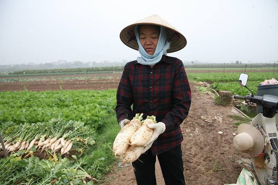 Nông dân Hà Nội ngậm ngùi vứt bỏ hàng trăm tấn củ cải trắng - Ảnh 1.