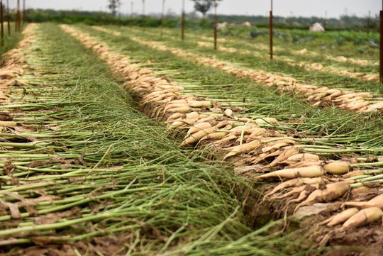 Nông dân Hà Nội ngậm ngùi vứt bỏ hàng trăm tấn củ cải trắng - Ảnh 11.