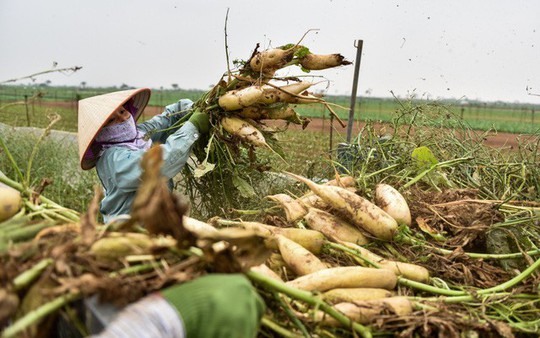 Nông dân Hà Nội ngậm ngùi vứt bỏ hàng trăm tấn củ cải trắng - Ảnh 12.