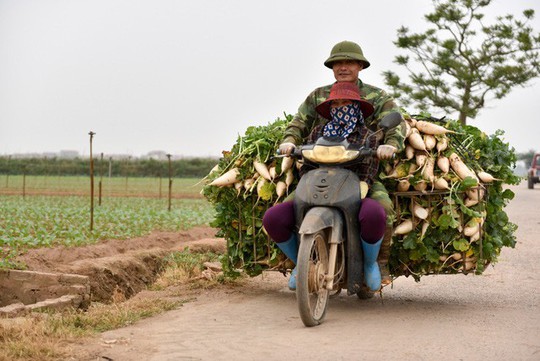 Nông dân Hà Nội ngậm ngùi vứt bỏ hàng trăm tấn củ cải trắng - Ảnh 13.