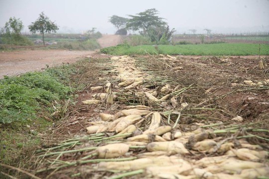 Nông dân Hà Nội ngậm ngùi vứt bỏ hàng trăm tấn củ cải trắng - Ảnh 4.