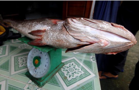 Câu được cá 10,5 kg, nghi sủ vàng quý hiếm - Ảnh 3.