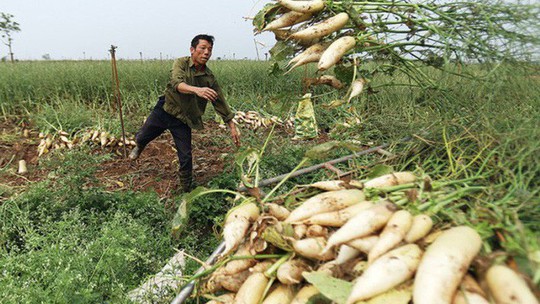 Hiện tượng nông dân nhổ bỏ su hào, củ cải chỉ là số ít - Ảnh 1. Hiện tượng nông dân nhổ bỏ su hào, củ cải chỉ là số ít - Ảnh 1.