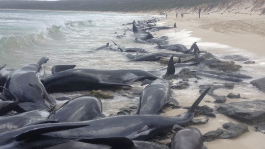 Úc: Hơn 100 con cá voi mắc cạn, phơi xác trên bãi biển - Ảnh 6.