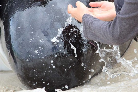 Úc: Hơn 100 con cá voi mắc cạn, phơi xác trên bãi biển - Ảnh 2.
