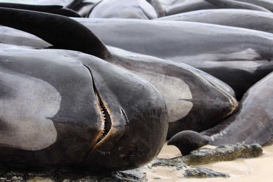 Úc: Hơn 100 con cá voi mắc cạn, phơi xác trên bãi biển - Ảnh 7.