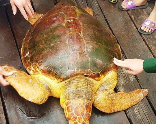 Ngư dân bắt được rùa biển quý hiếm màu vàng nặng hơn 80 kg - Ảnh 1.