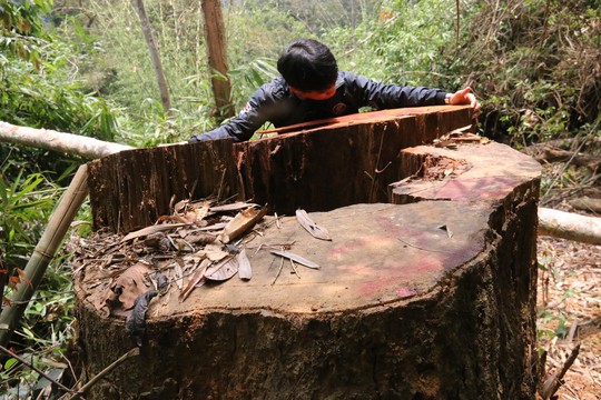 Cận cảnh rừng lim cổ thụ hàng trăm năm tuổi bị xẻ thịt kinh hoàng - Ảnh 12.
