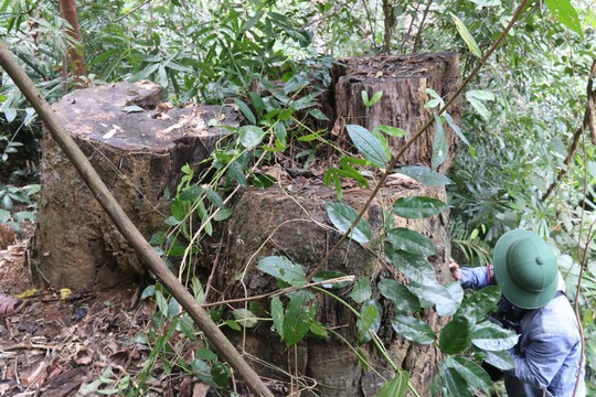 Cận cảnh rừng lim cổ thụ hàng trăm năm tuổi bị xẻ thịt kinh hoàng - Ảnh 15.