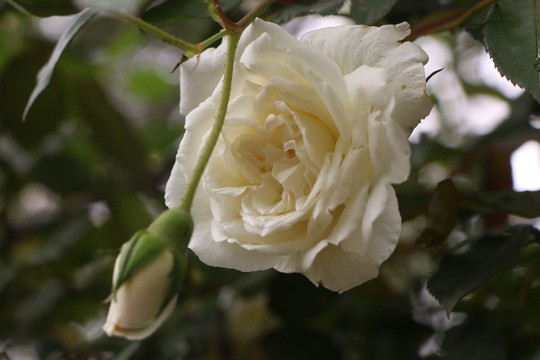 Ngắm 1.000 cây hoa hồng khoe sắc, tỏa hương ngày Quốc tế Phụ nữ - Ảnh 7.