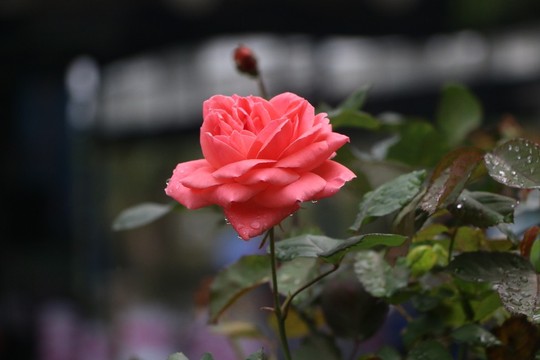 Ngắm hoa hồng xanh tại Lễ hội Hoa hồng - Ảnh 9.