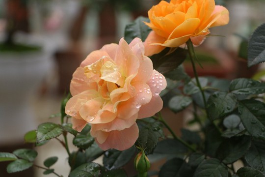 Ngắm 1.000 cây hoa hồng khoe sắc, tỏa hương ngày Quốc tế Phụ nữ - Ảnh 14.