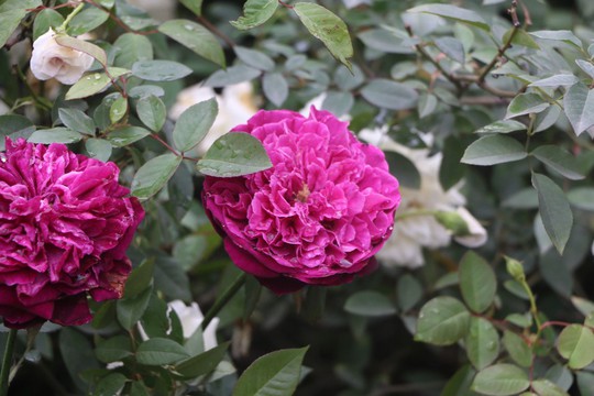 Ngắm hoa hồng xanh tại Lễ hội Hoa hồng - Ảnh 18.