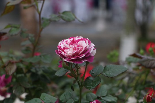 Ngắm 1.000 cây hoa hồng khoe sắc, tỏa hương ngày Quốc tế Phụ nữ - Ảnh 23.