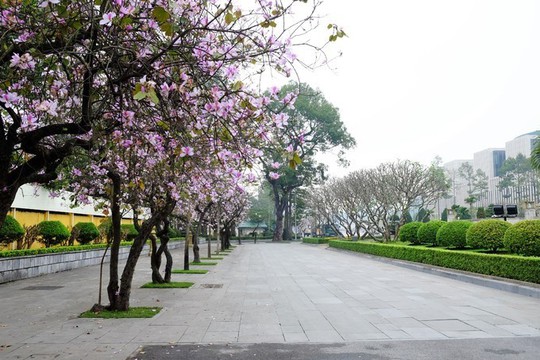 Điểm danh” những mùa hoa tháng 3 đẹp mê hồn | Thị trường NLD