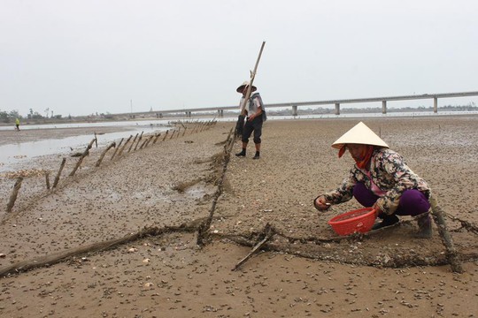 Hàng tấn nghêu bất ngờ chết trắng bãi - Ảnh 5.