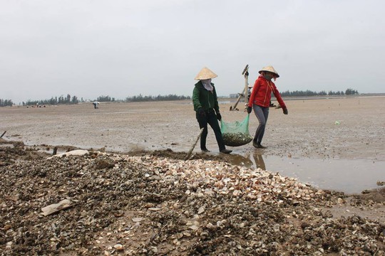 Hàng tấn nghêu bất ngờ chết trắng bãi - Ảnh 6.