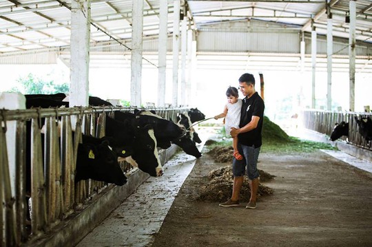 Lên Mộc Châu thử làm nông dân chăn nuôi bò sữa - Ảnh 5.