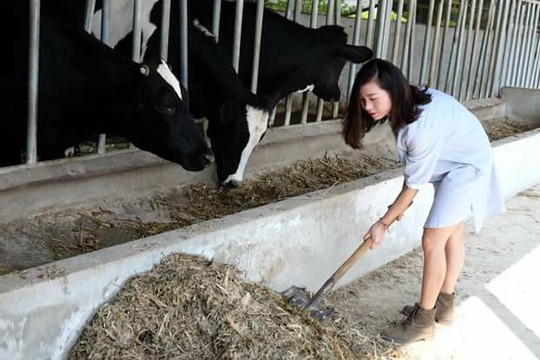 Lên Mộc Châu thử làm nông dân chăn nuôi bò sữa - Ảnh 3.