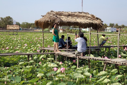 Thầy giáo trẻ và khu du lịch Sen Caraih - Ảnh 3. Thầy giáo trẻ và khu du lịch Sen Caraih - Ảnh 3.