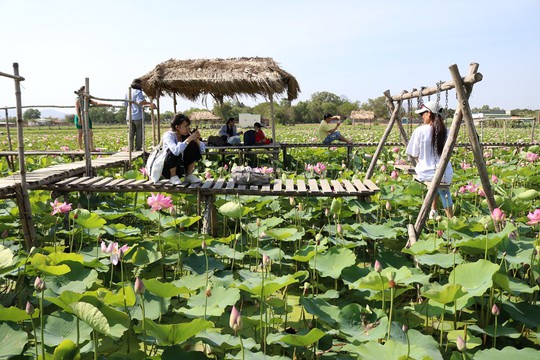 Thầy giáo trẻ và khu du lịch Sen Caraih - Ảnh 2. Thầy giáo trẻ và khu du lịch Sen Caraih - Ảnh 2.
