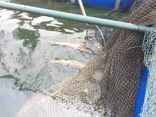 Cá, mực trong bè nổi ở khu vực cảng Vũng Áng chết bất thường - Ảnh 1.