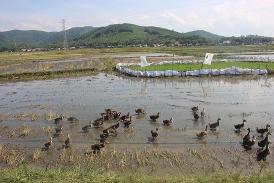 [Image: vit-tha-dong-phai-nop-thue-15249057088151210847371.jpg]