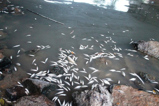 Không tìm ra thủ phạm chính vụ cá chết trắng sông Bàu Giang - Ảnh 3.