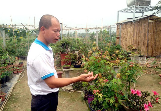 Độc nhất Việt Nam: Người sở hữu hàng ngàn cây phong lá đỏ - Ảnh 5.