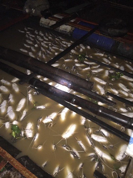 Công an điều vụ trên 450 tấn cá nuôi bè chết trên sông La Ngà - Ảnh 1.