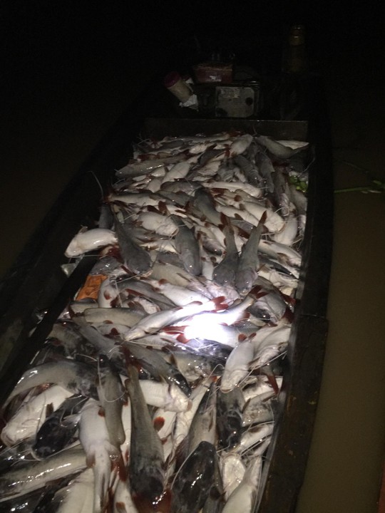 Cá bè trên sông La Ngà lại chết trắng bụng, người nuôi khóc ròng - Ảnh 2.