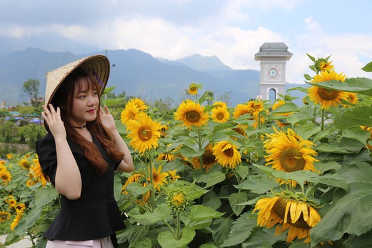 Về quảng trường ga đi cáp treo Fansipan, check-in Tuần lễ hoa hướng dương - Ảnh 4.