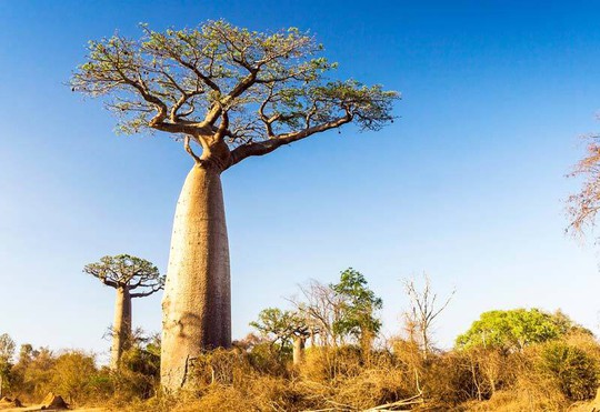 Bí ẩn ở châu Phi: Nhiều cây ngàn năm tuổi lặng lẽ chết - Ảnh 1.